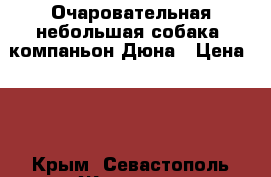 Очаровательная небольшая собака- компаньон Дюна › Цена ­ 1 - Крым, Севастополь Животные и растения » Отдам бесплатно   